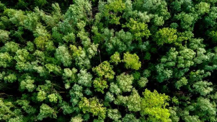 Green forest from above